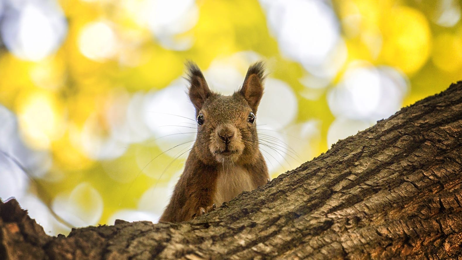Budapesti őszi fotózás közben mókusokkal is találkozhatsz a Margitszigeten